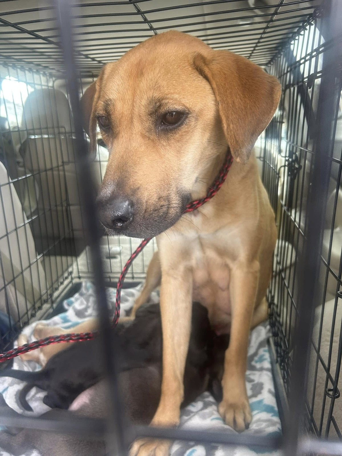 Abandoned In A Plastic Bin, Ginger Used Her Last Strength To Warm Her Puppies - photo 1