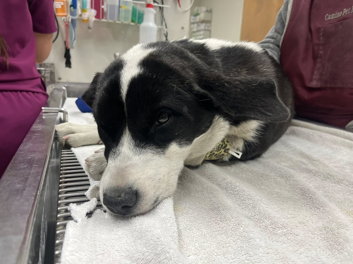 The Puppy Crying in the Bushes Was Too Hurt to Stand—Then Gentle Hands Reached In - photo 1