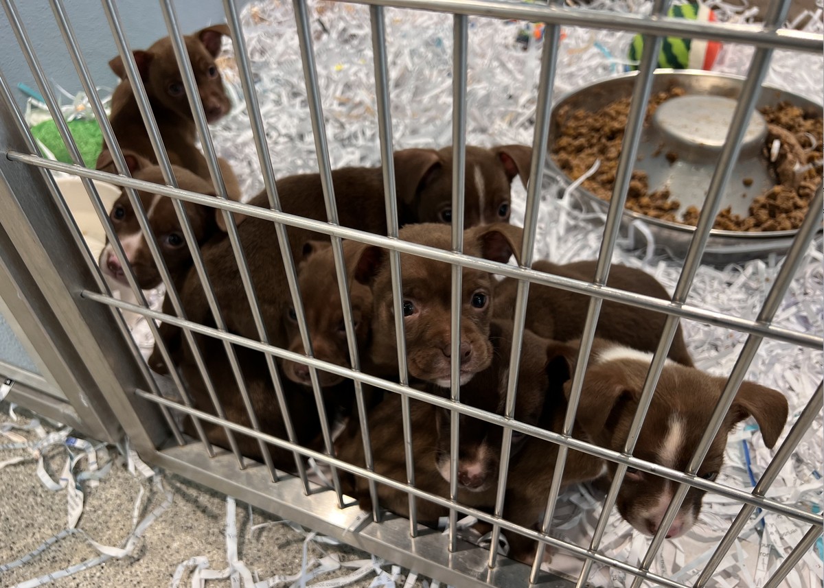 A Frantic Mother Dog Led Officers To A Pink Suitcase Holding Her Babies - photo 1