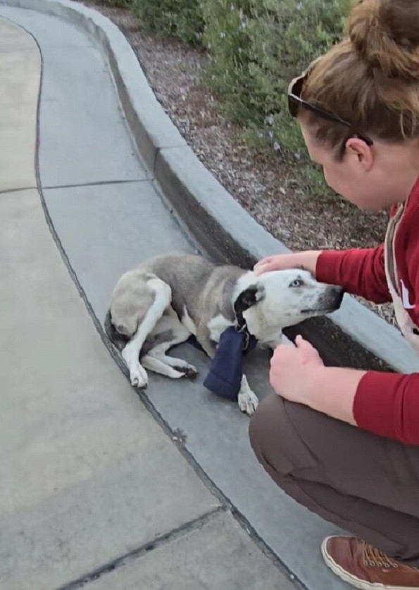 Frightened Dog With A Sweatshirt Around Her Neck Finds The Gentle Hands She Needed - photo 1