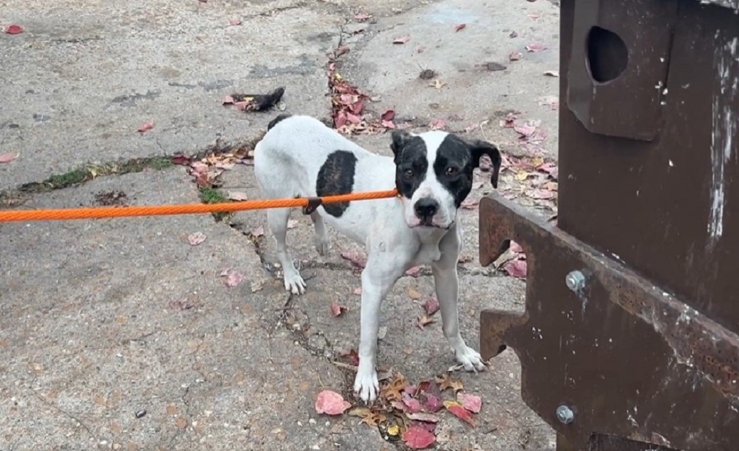 Behind a St. Louis Dumpster, Louis Was Waiting for Kindness to Find Her - photo 1