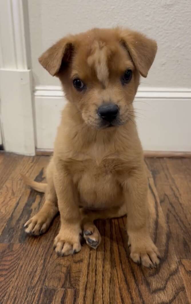 The Little Puppy With a Golden Mohawk Who Refused to Give Up - photo 1