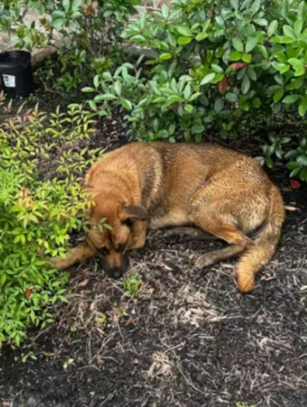 Soaked, Hurt, And Still Hoping, Buddy Waited For One Kind Heart To Notice Him - photo 1