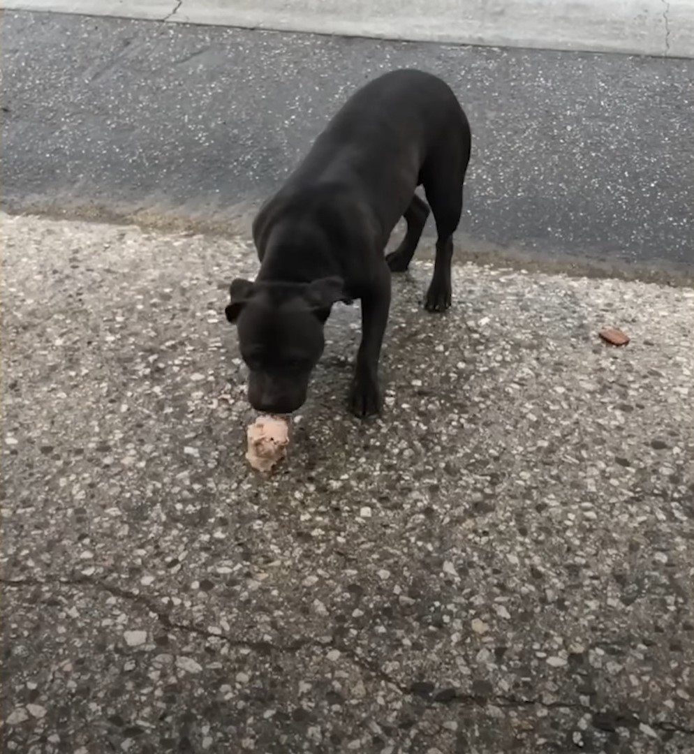 For 21 Rainy Days, One Woman Kept Coming Back for Xena - photo 1