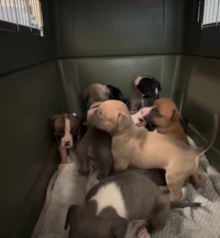 A Mother Dog’s Spotted Coat Caught Their Eyes, but Her Puppies Made Them Hurry - photo 1