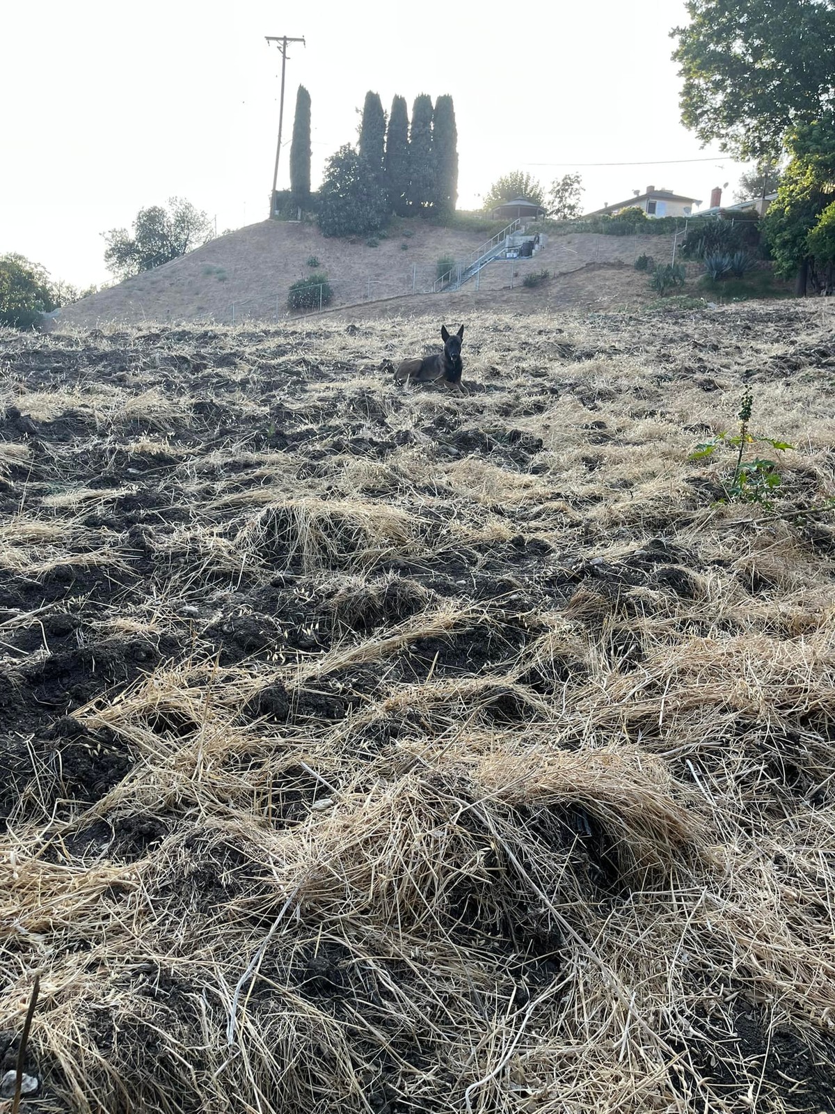 For Three Days, She Mistook a Frightened Puppy for a Coyote on the Hill - photo 1