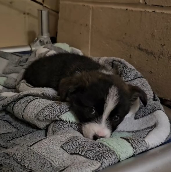 The Puppy Left Behind Woke Up to the Sweetest Surprise - photo 1