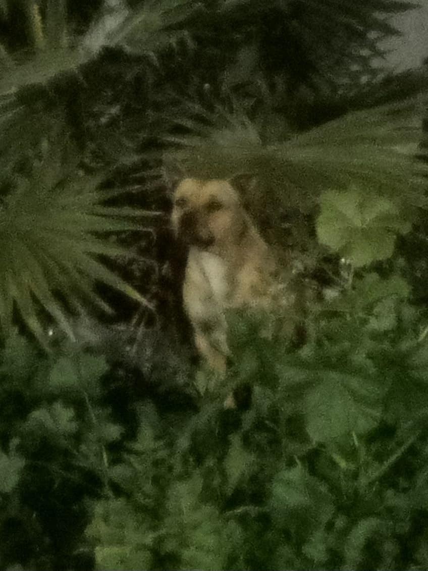 Tiny Bean Waited on One Patch of Grass for the Family Who Never Returned - photo 1