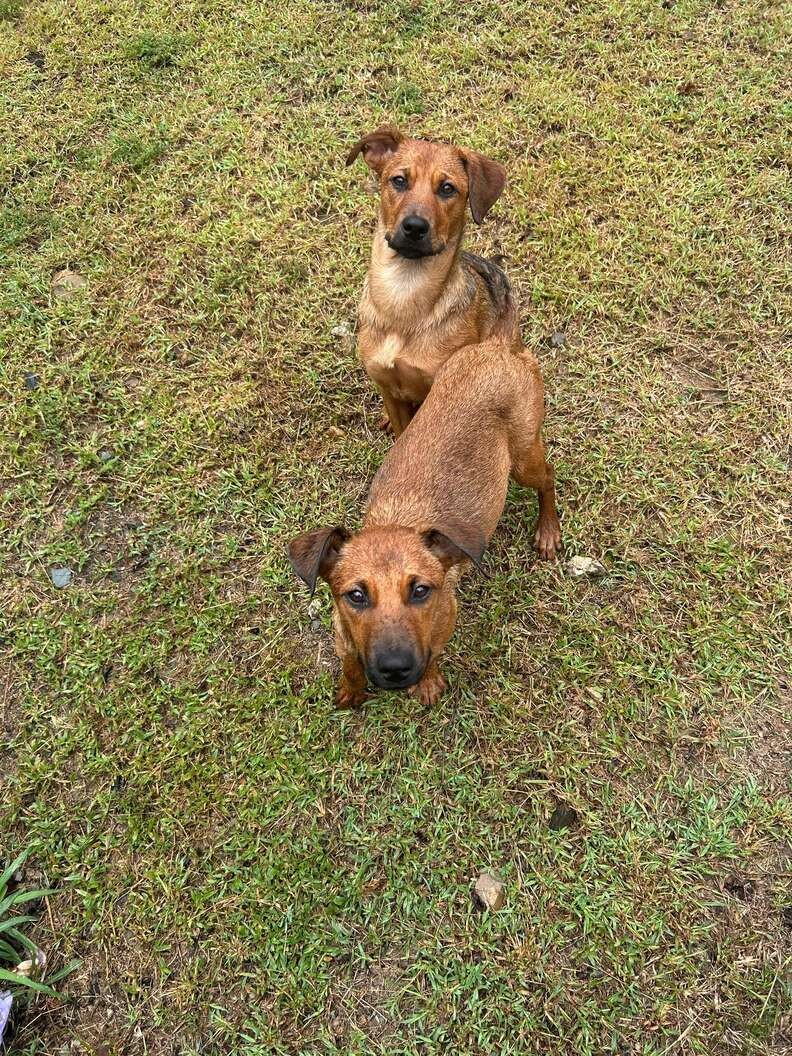 Two Terrified Sisters Were Left in Chains, but Love Taught Them How to Be Dogs - photo 1