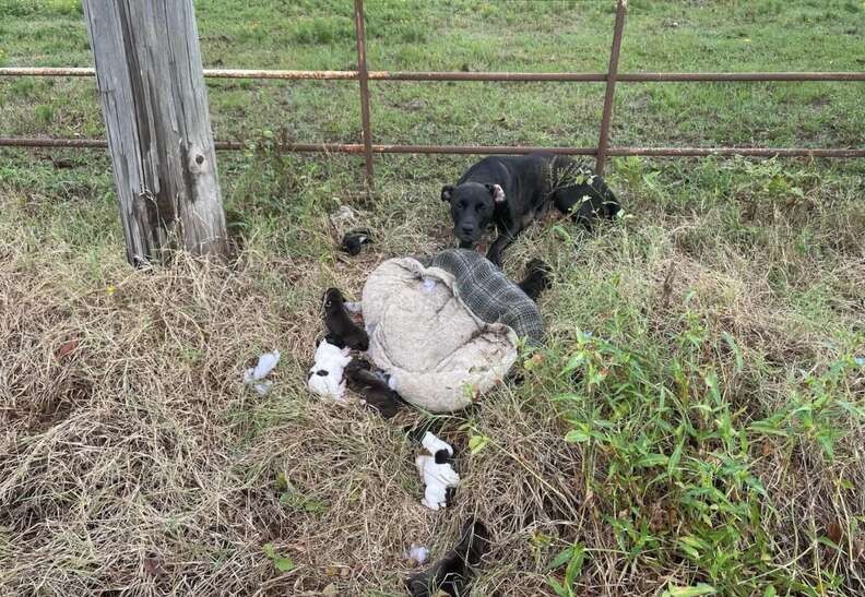The Mama Dog In The Ditch Was Exhausted, But She Never Stopped Protecting Her Babies - photo 1