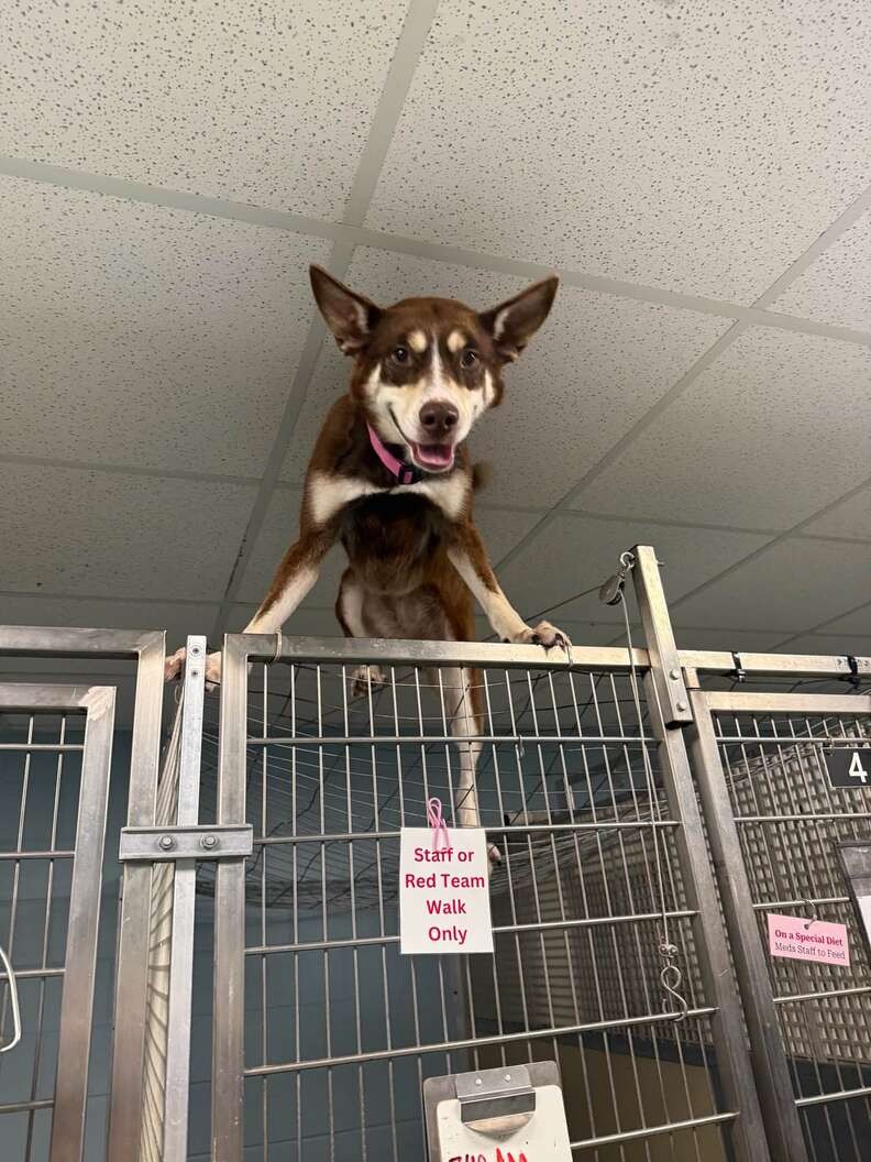 Maya Escaped Her Kennel, but Her Joyful Heart Was the Real Surprise - photo 1