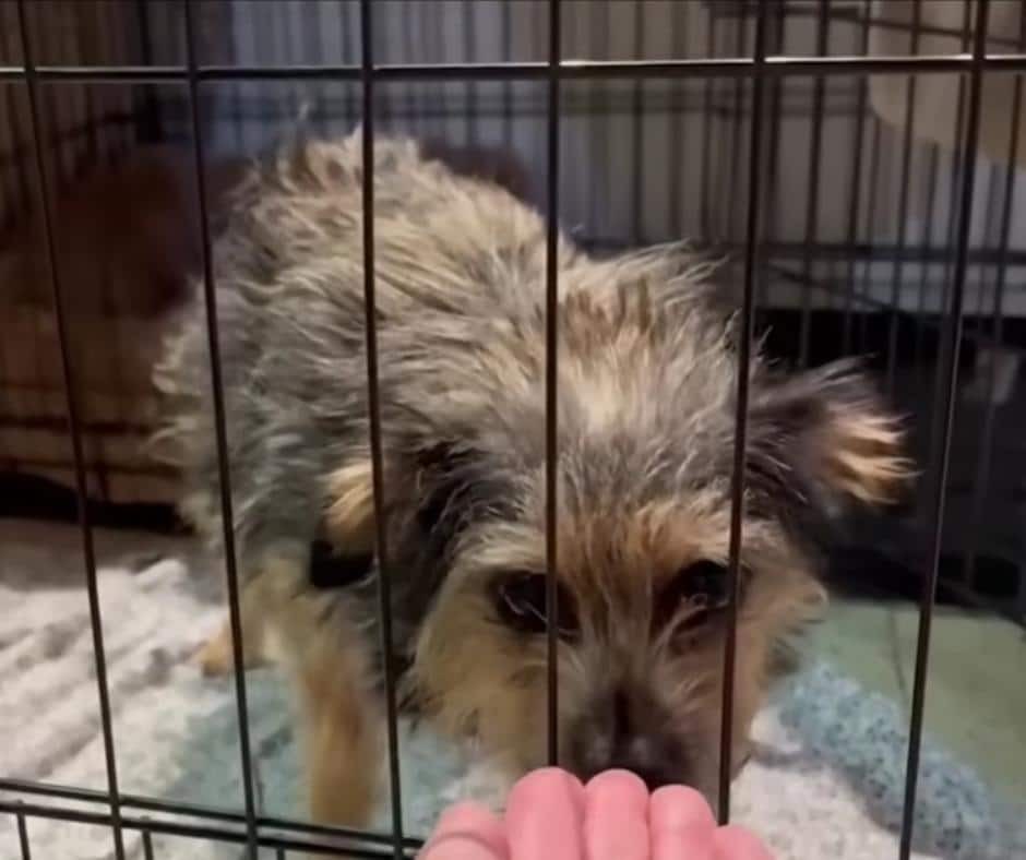 The Nine-Pound Dog Who Would Not Quit - photo 1