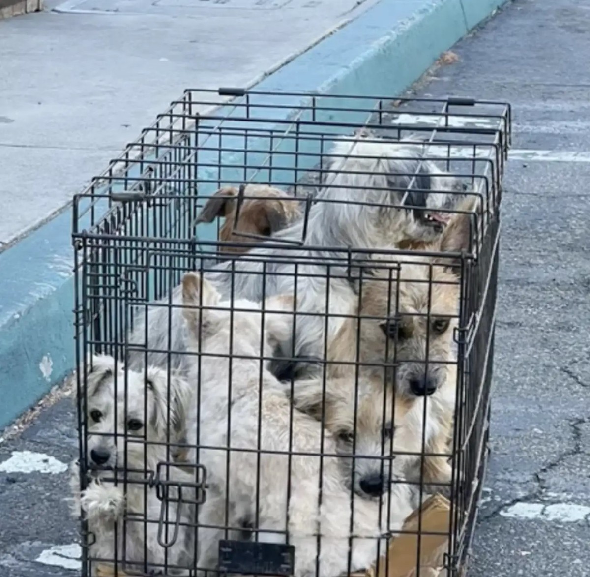 Woman Finds Seven Neglected Dogs Trapped In A Tiny Cage And Knows She Cannot Leave Them - photo 1
