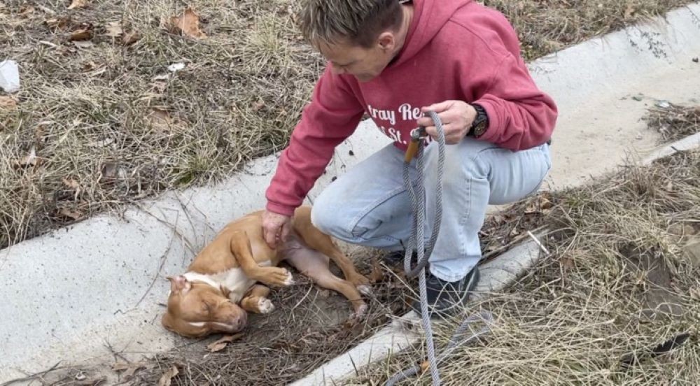 The Little Dog Who Trembled in the Dirt and Then Found a Forever Home - photo 1
