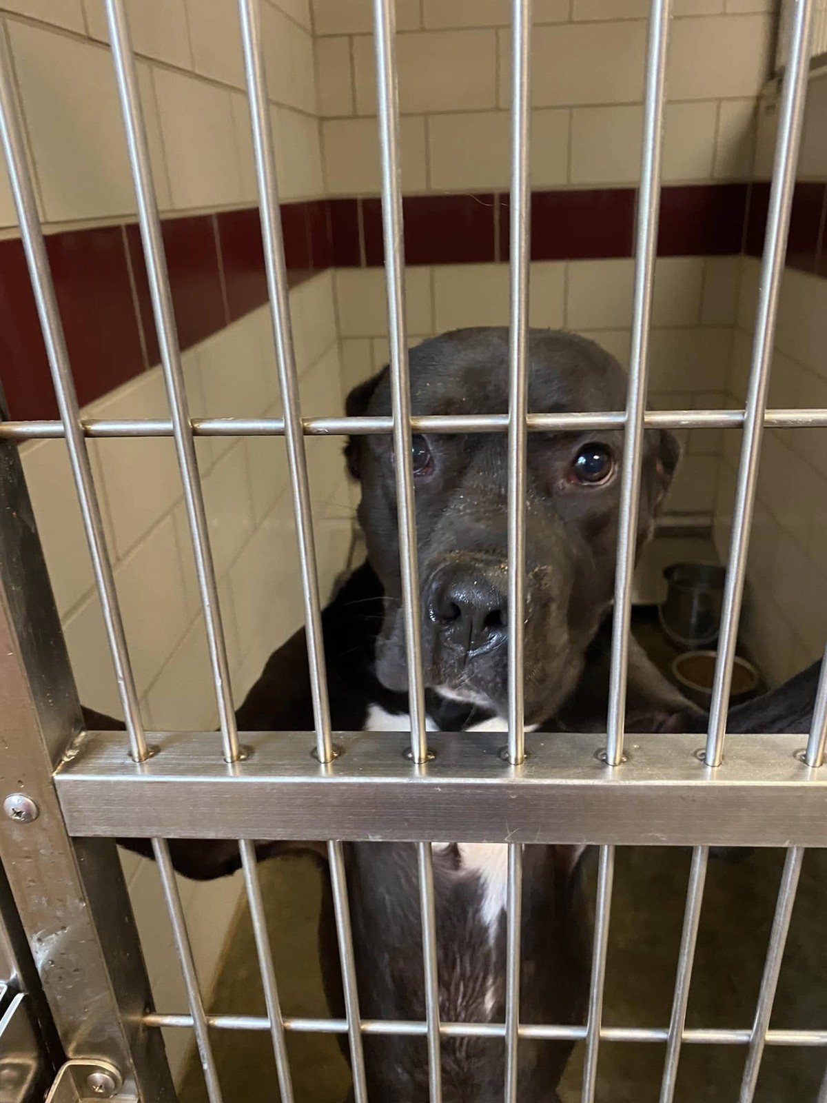 The Sweet Boy Who Waited By The Kennel Door Until Love Came - photo 1