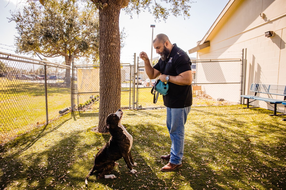 The Big Shelter Dog Who Never Stopped Asking to Be Seen - photo 1