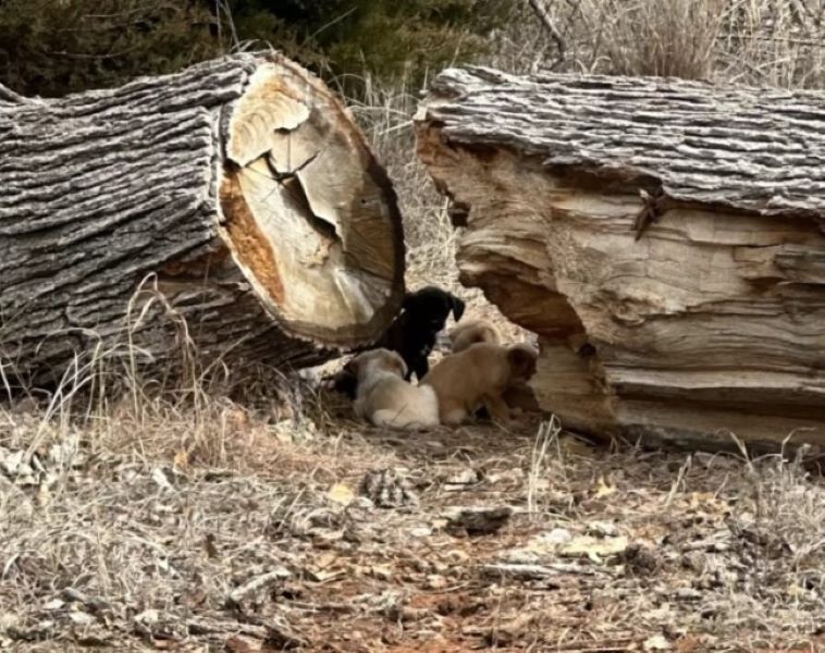 She Did Not Come for Herself. She Came for Sixteen Hidden Puppies. - photo 1