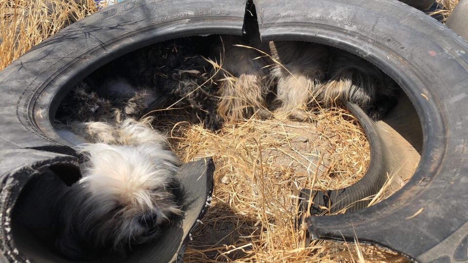 Three Little Dogs Hid in a Tire Until Kindness Stopped - photo 1