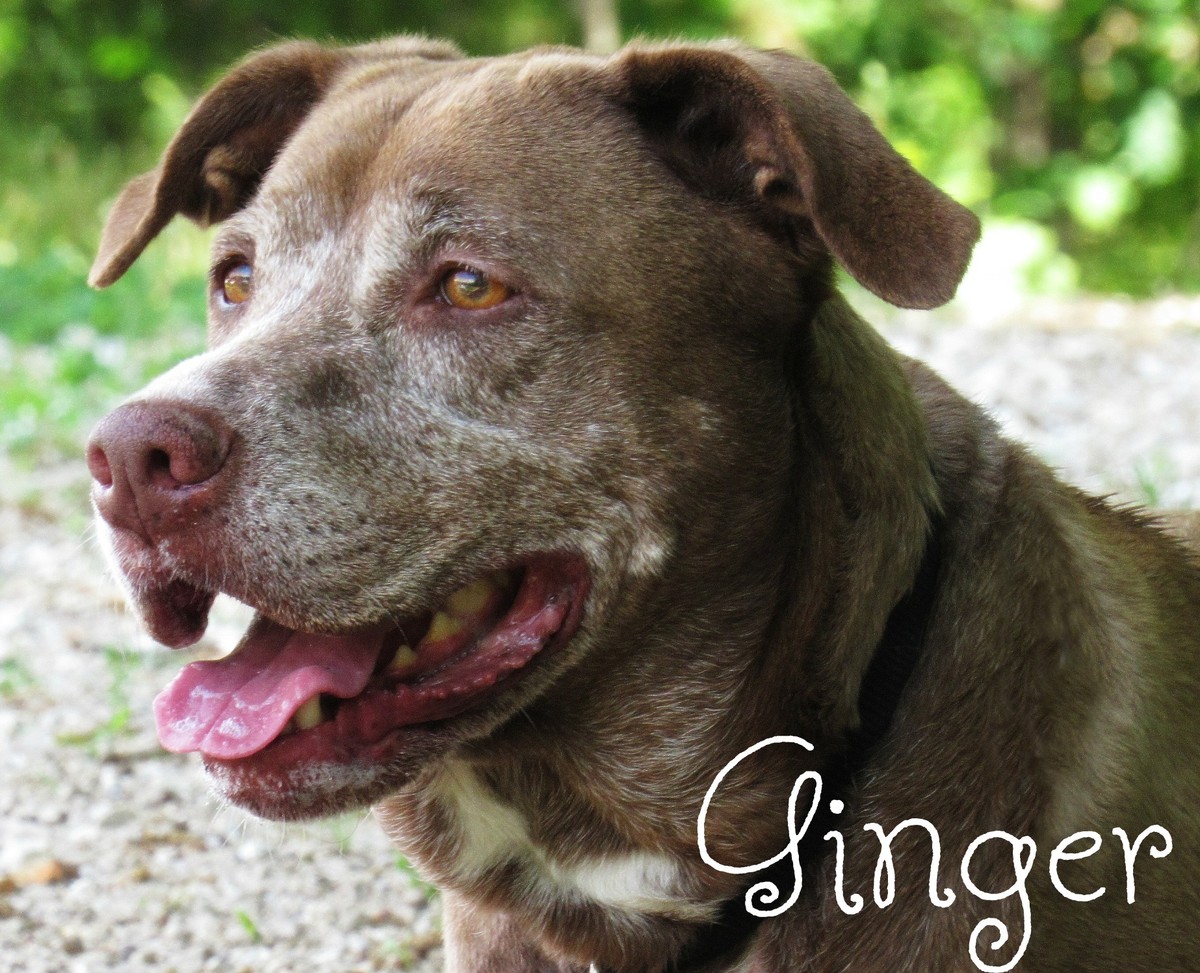 Ten Quiet Years Passed Before Love Finally Stayed For Ginger - photo 1