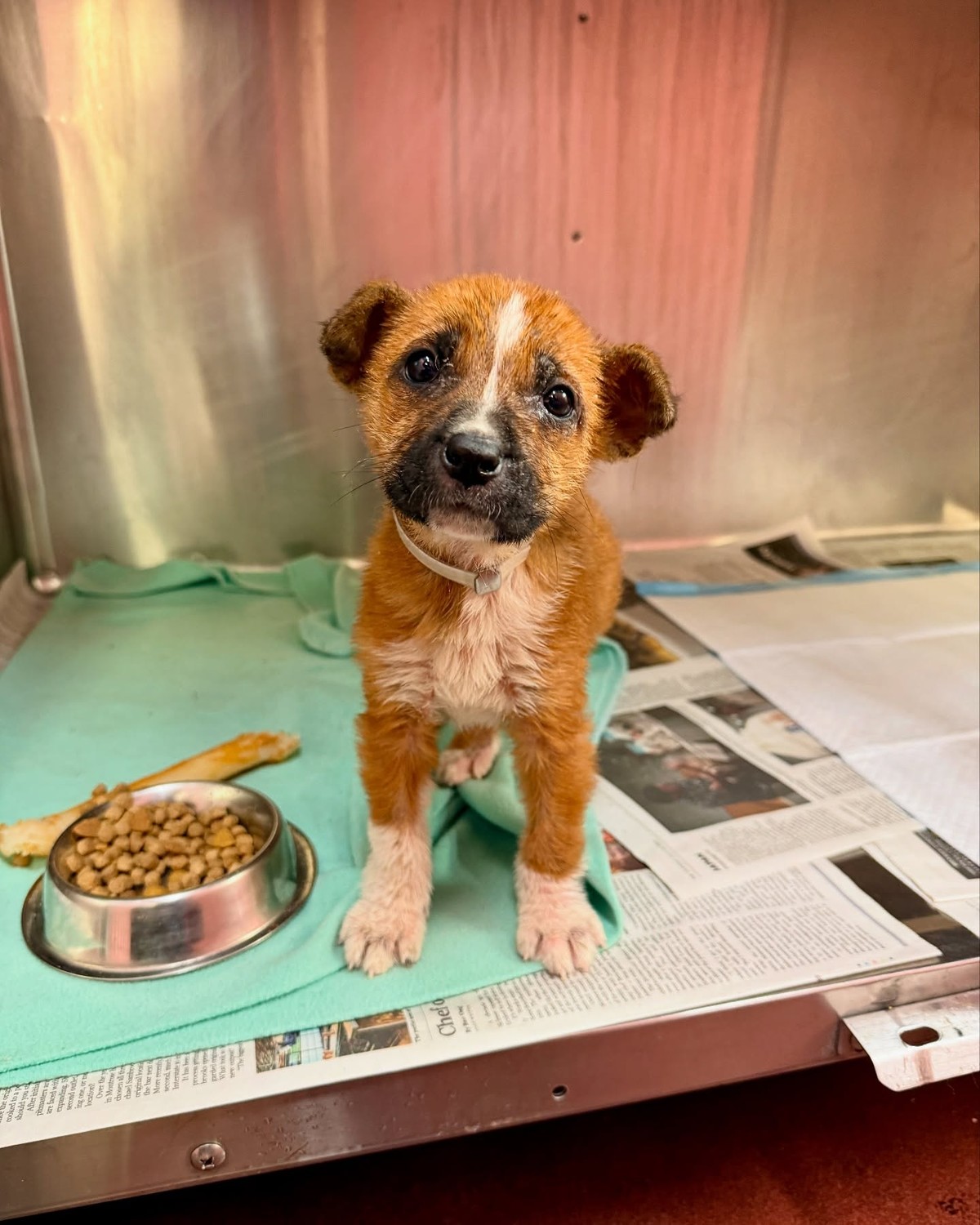 The Texas Puppy Who Reached One Small Paw Through the Bars for Her Mama - photo 1