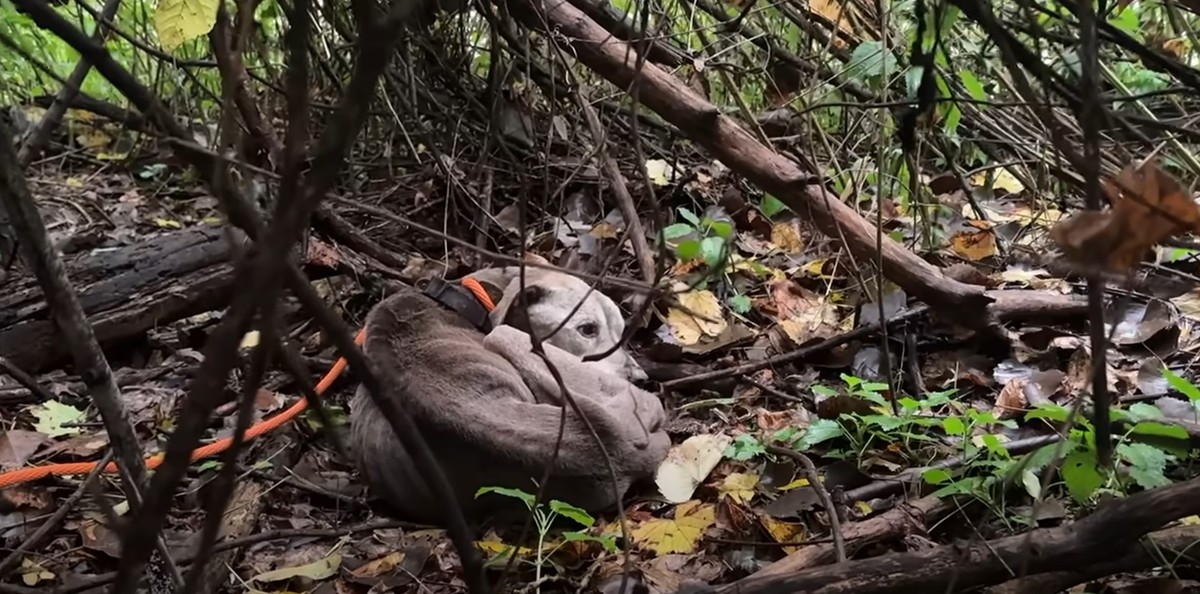 He Could Not Walk Out of the Woods, So Love Carried Him - photo 1
