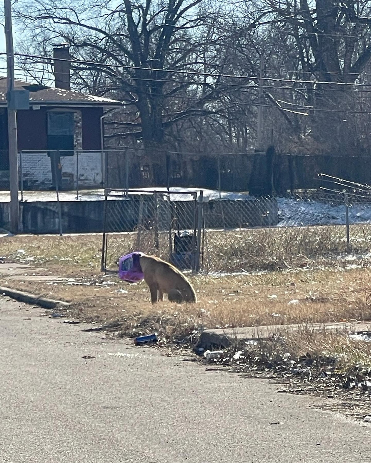 The Purple Bucket Hid His Face, but Love Refused to Look Away - photo 1