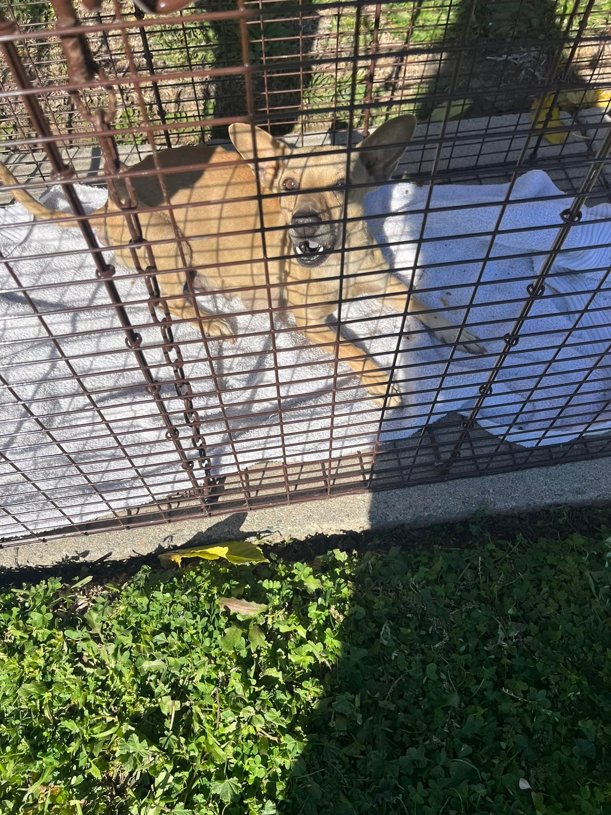 She Would Not Leave Her Babies, Even When The Wind Grew Cruel - photo 1
