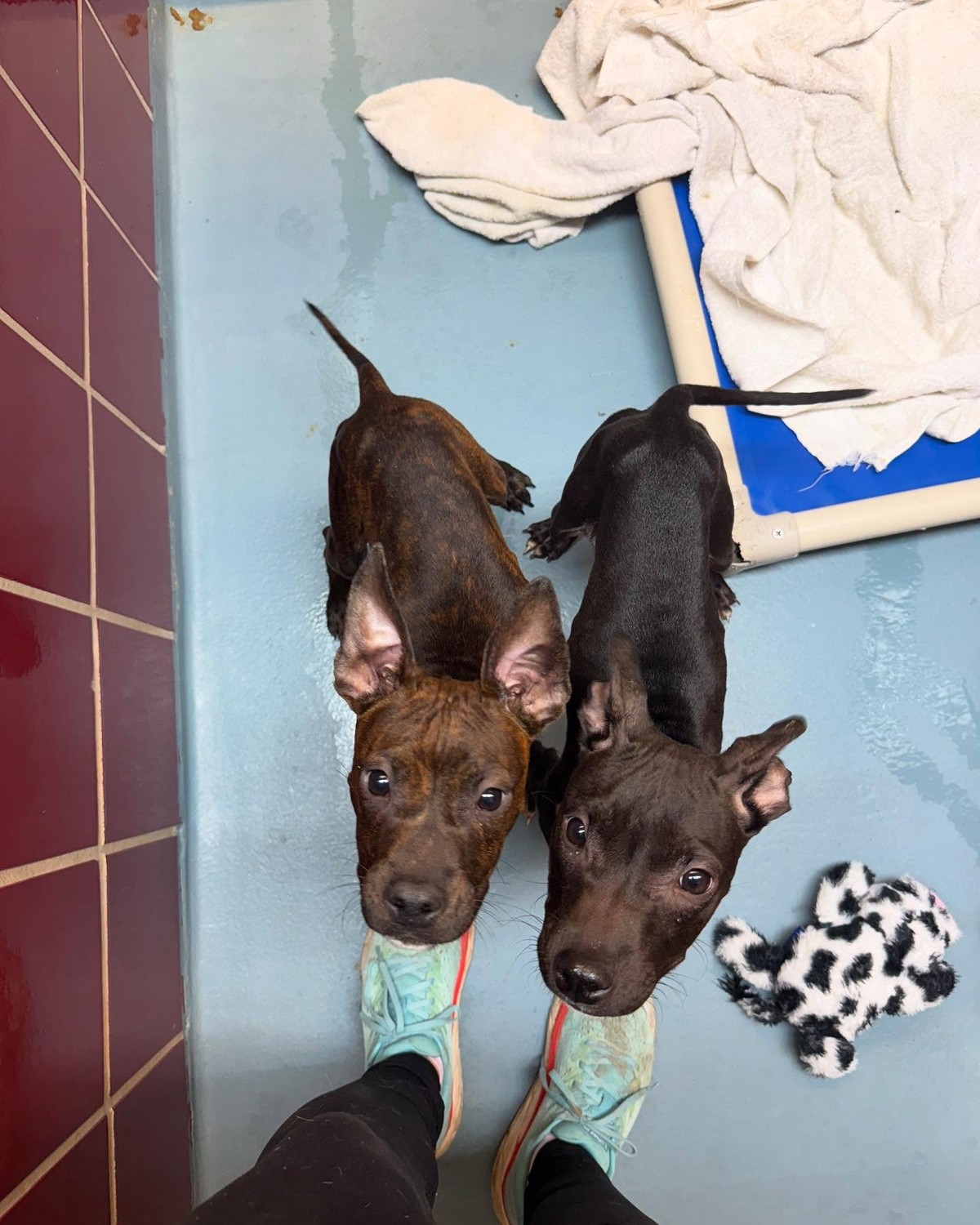 Two Puppy Brothers Reached Through the Bars Before Hope Ran Out - photo 1