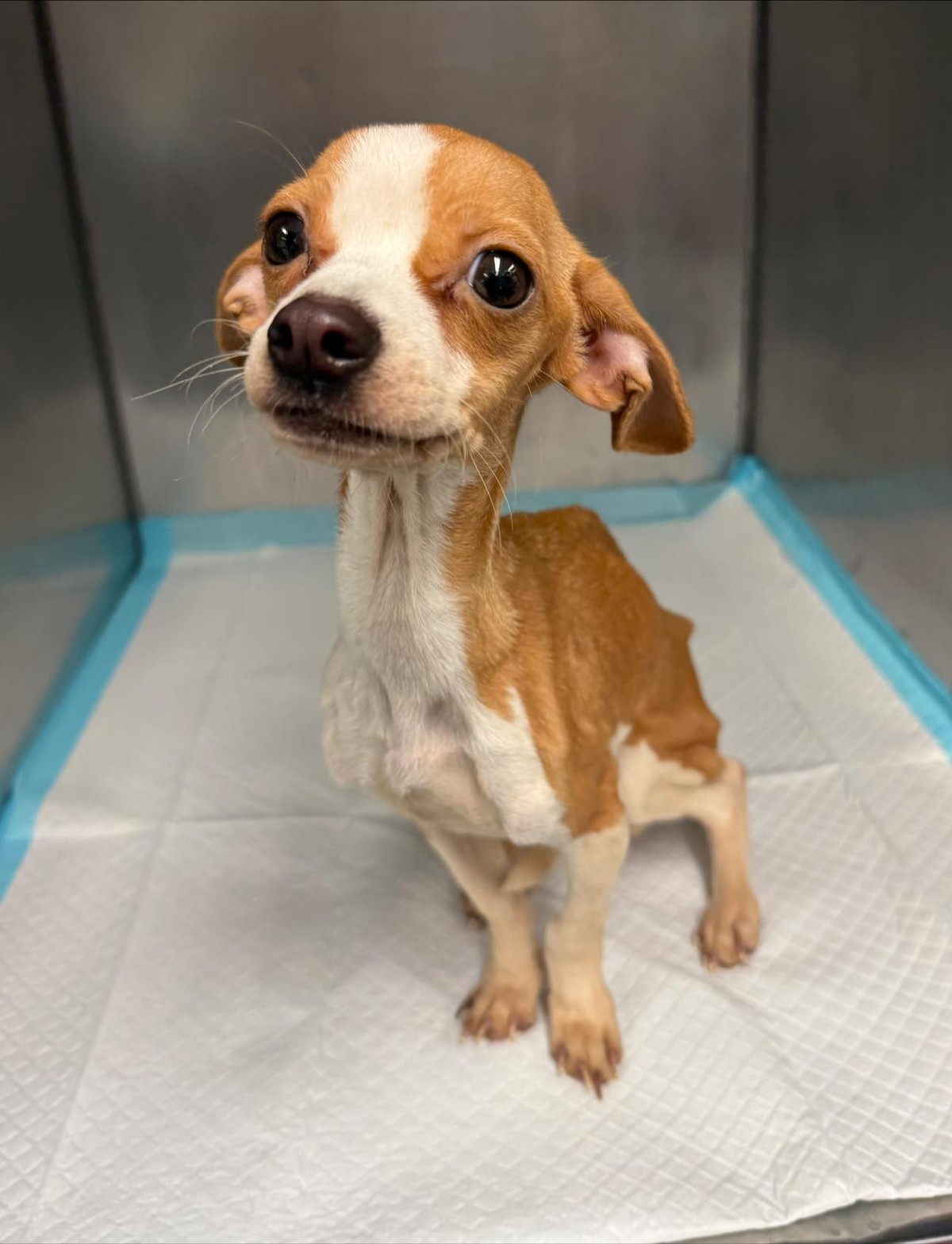 Tiny Puppy Dragged Herself Down a Bronx Hallway, Hoping Someone Would See Her - photo 1