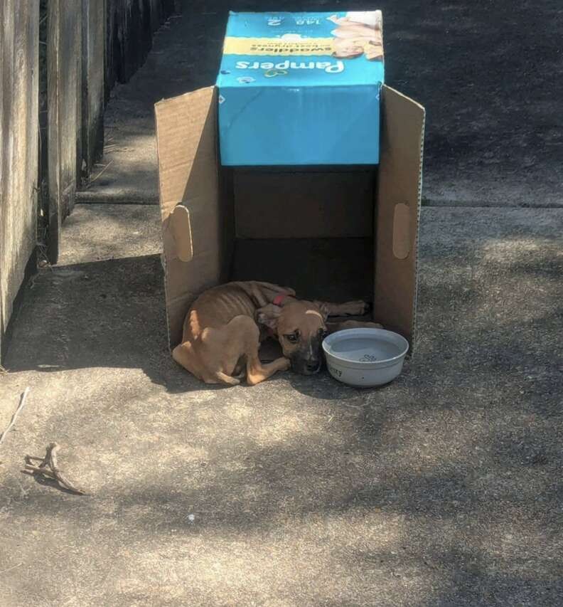 Strange Sounds From a Dumpster Led One Woman to a Tiny Puppy Fighting to Live - photo 1