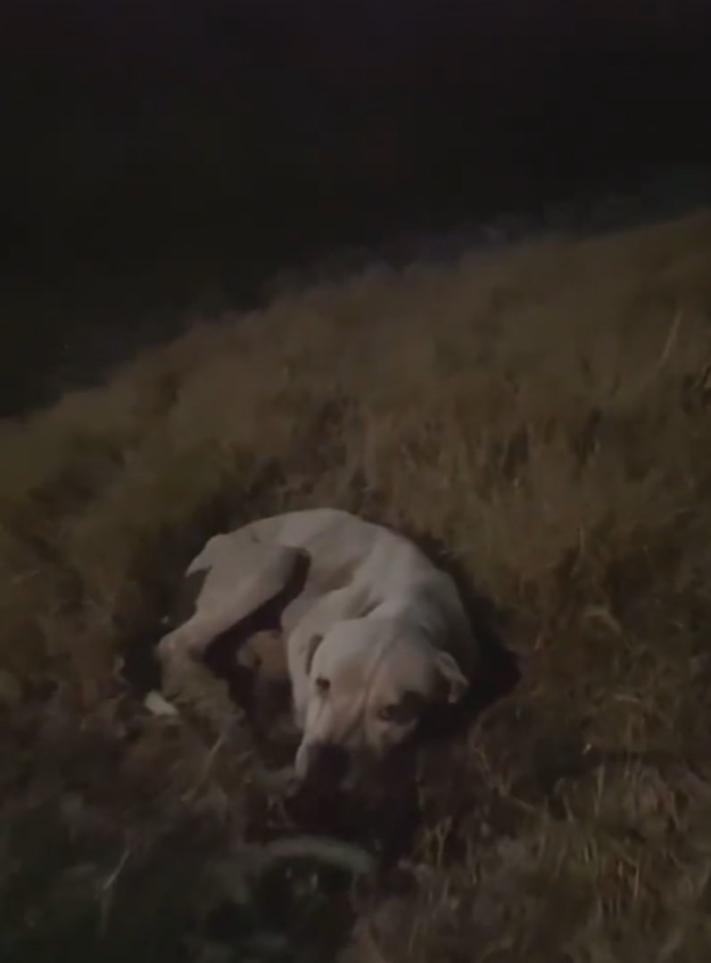 He Was Too Weak to Stand, Yet TITUS Would Not Leave His Friend Behind - photo 1
