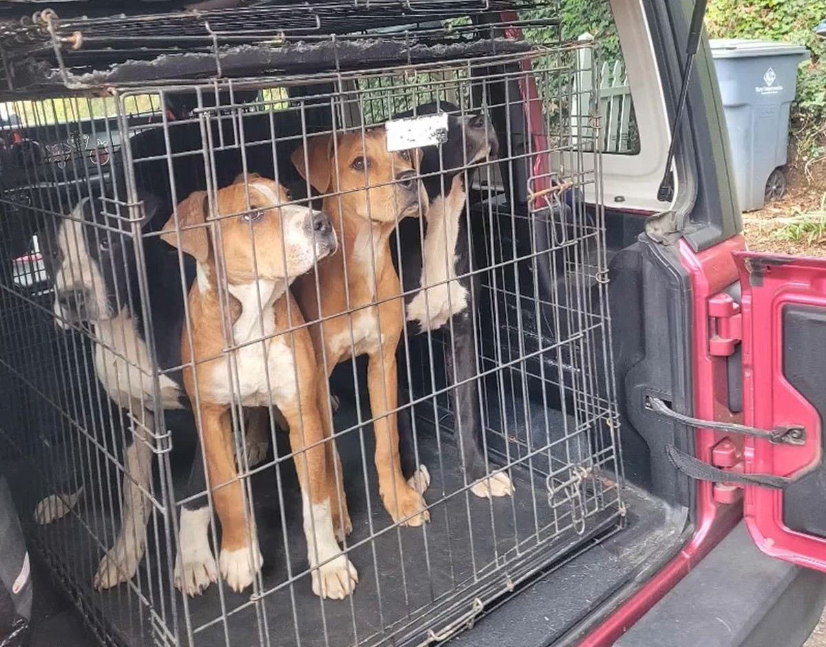 Six Dogs Waited in a Forgotten Yard Until One Woman Refused to Look Away - photo 1