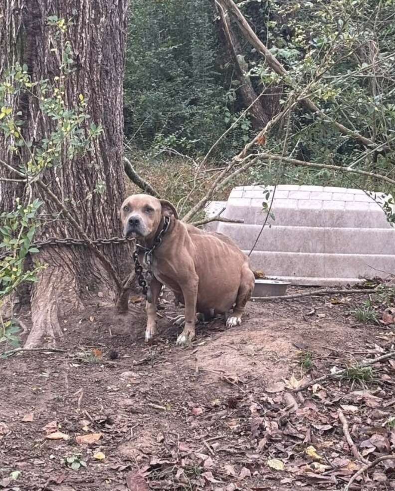 Pregnant Hope Was Chained to a Tree, but Her Rescue Came Just in Time - photo 1