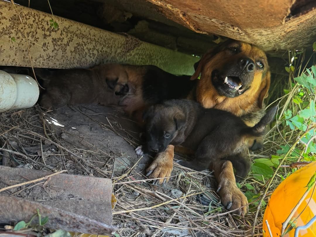 Frightened Mama Dog Hid Her Babies Beneath a Dumpster Until Love Found Them - photo 1