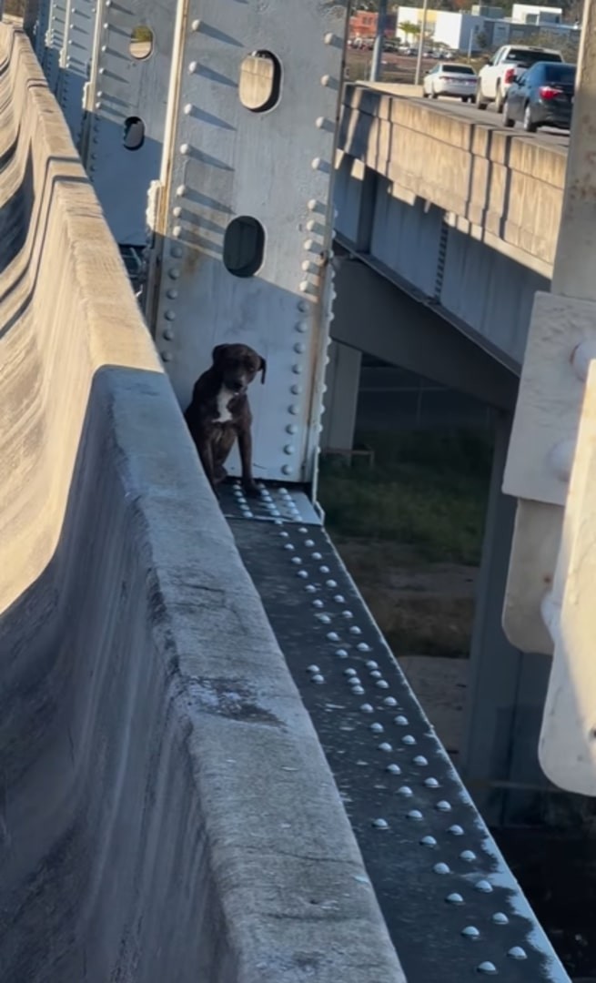 Myrtle Clung To A Bridge Ledge For 12 Hours, Waiting For Gentle Hands To Bring Her Home - photo 1