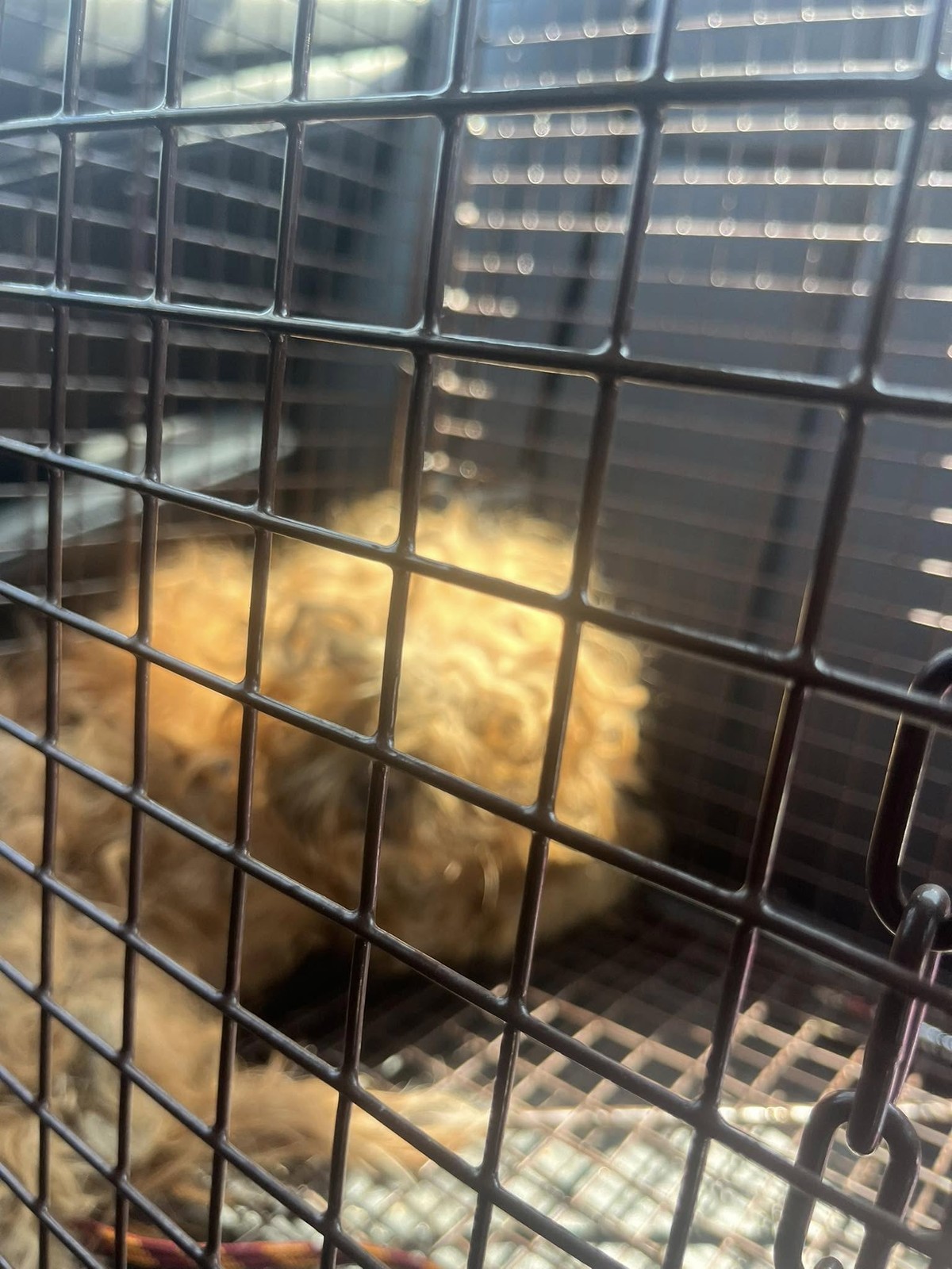 The Little Dog Beneath The Street Was Too Afraid To Be Rescued - photo 1