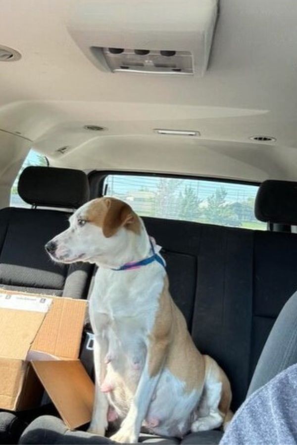 Thirty Minutes From Goodbye, A Pregnant Shelter Dog Found Safety For Her 11 Babies - photo 1