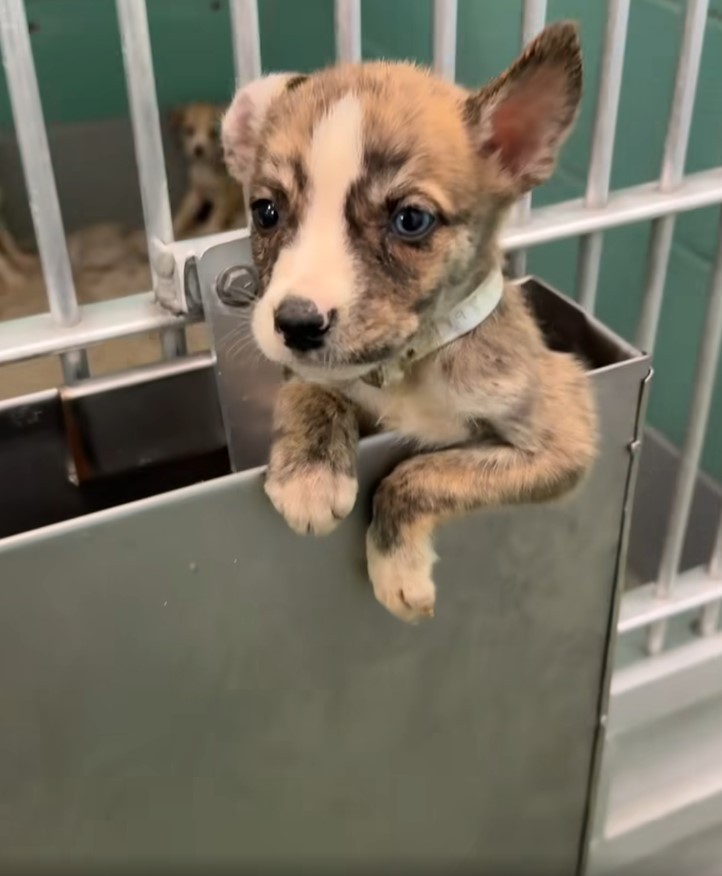 A 2.4-Pound Puppy Climbed Toward Hope—and Saved His Whole Family - photo 1