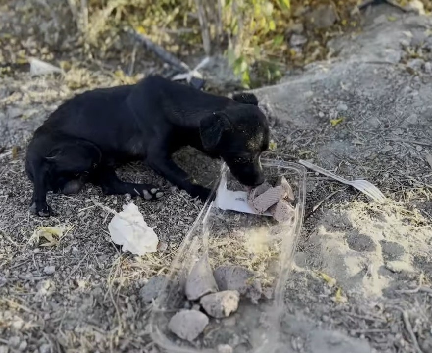 They Searched the Desert for One Dog, but Tiny Prince Needed Them Most - photo 1