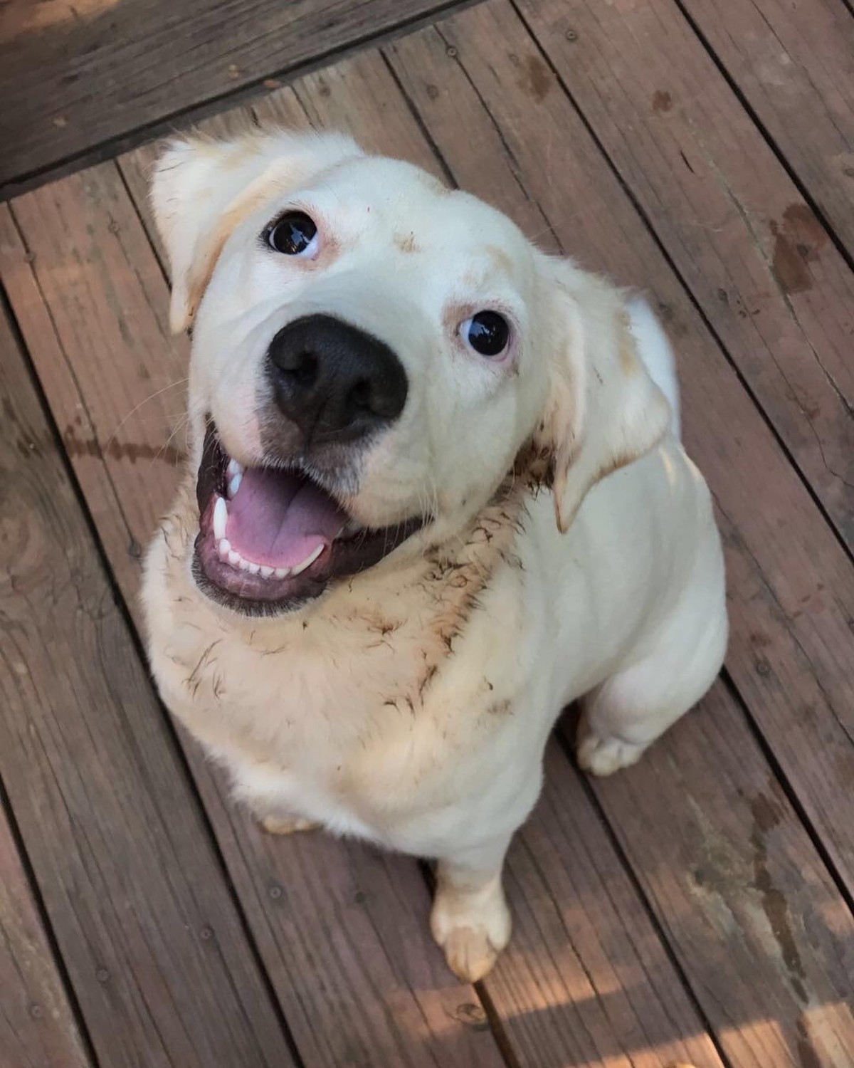 The Frightened Shelter Dog Who Became Her New Mom’s Quiet Strength - photo 1