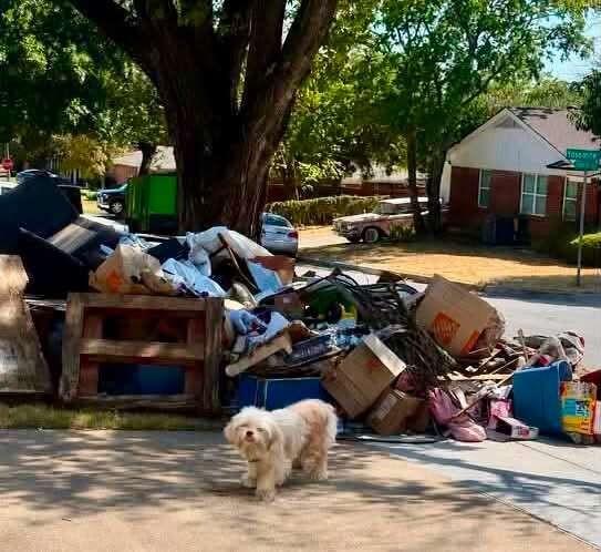 Tiny Treasure Waited Beside the Trash for a Family Who Never Came Back - photo 1