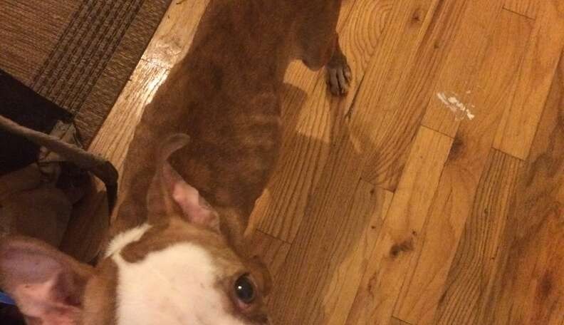 A Thin Little Dog Was Tied to a Brooklyn Fence—Then She Gave a Stranger a Kiss - photo 1
