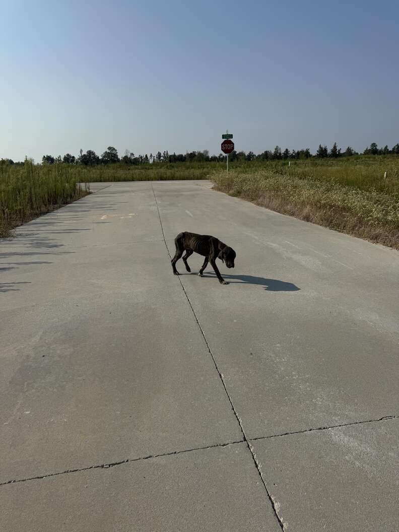 Too Weak to Walk, She Still Wagged Her Tail for the Woman Who Stopped - photo 1