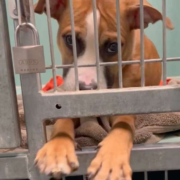 Barbie Reached Through Her Kennel Bars And Asked The World To Stay - photo 1