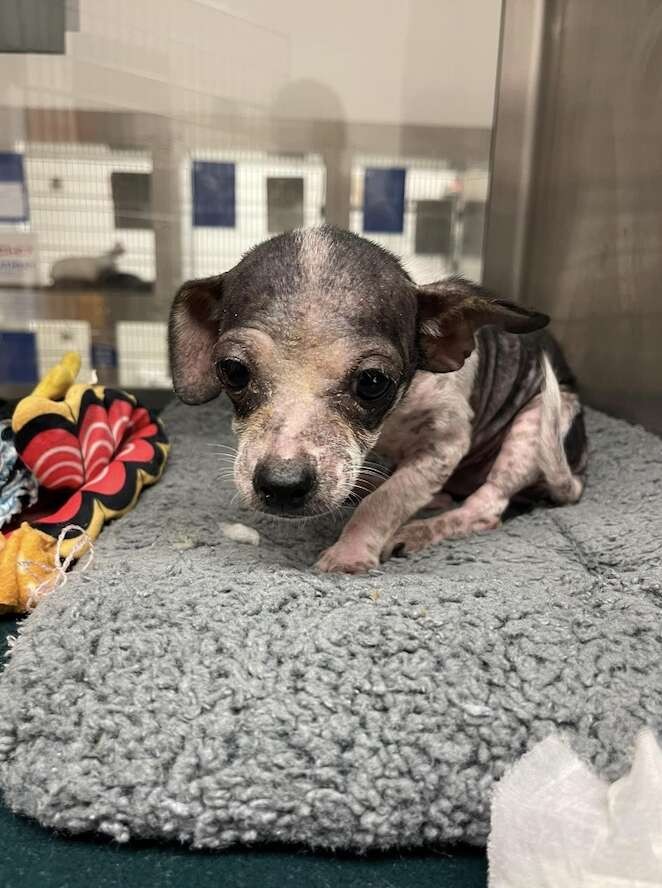 Sick Little Puppy Kept Waiting for Love, Then His Whole World Changed - photo 1