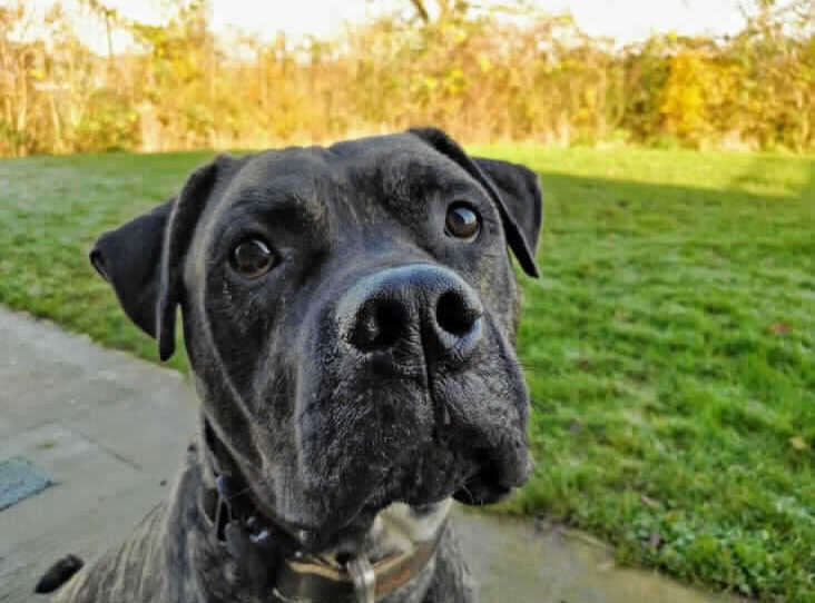 For 775 Days, Bob Watched Other Dogs Go Home Without Him - photo 1