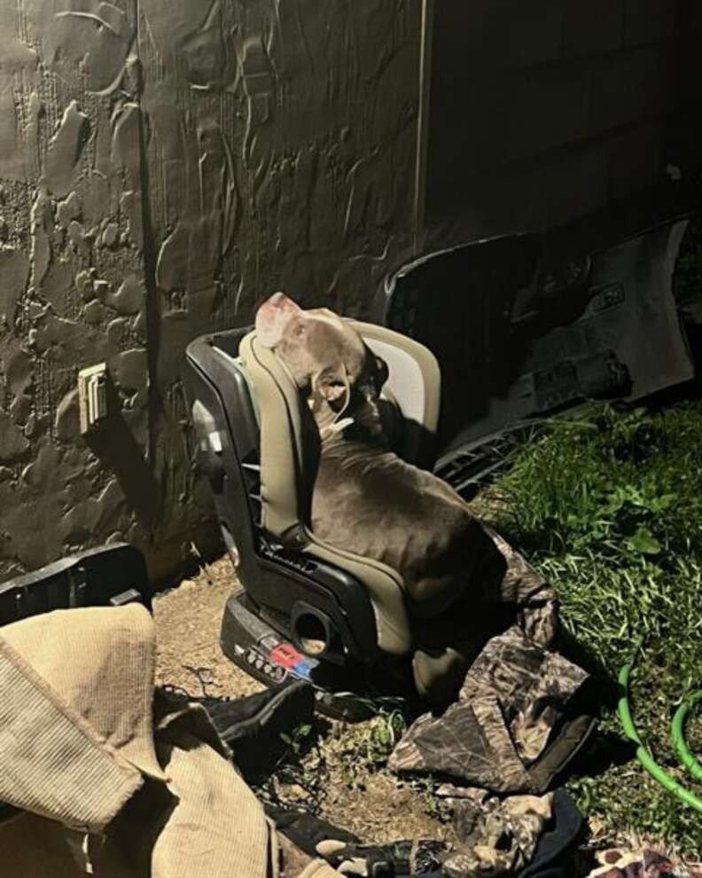 A Frightened Stray Chose a Child’s Car Seat on the Coldest Night - photo 1
