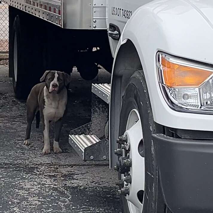 The Frightened Gray Dog Beneath a Truck Was Waiting for One Warm Lap - photo 1