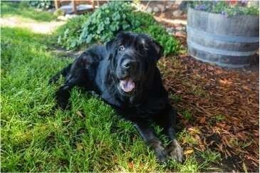 The Sweet Senior Dog Who Led Us Home - photo 1