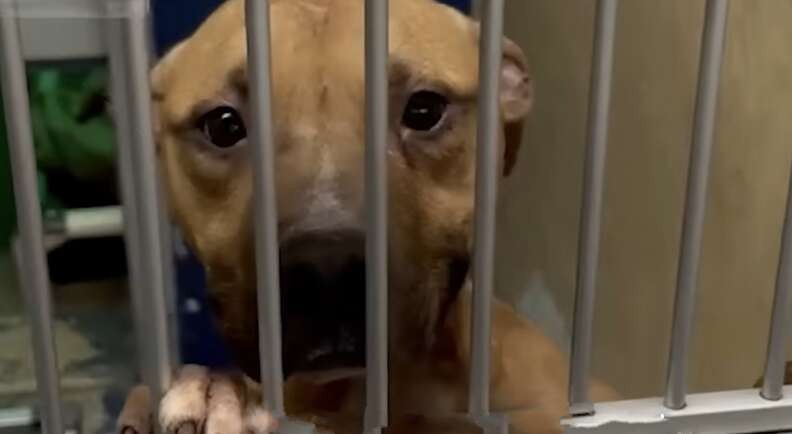 The Dog Who Smiled Through His Pain Finally Found a Couch to Call Home - photo 1